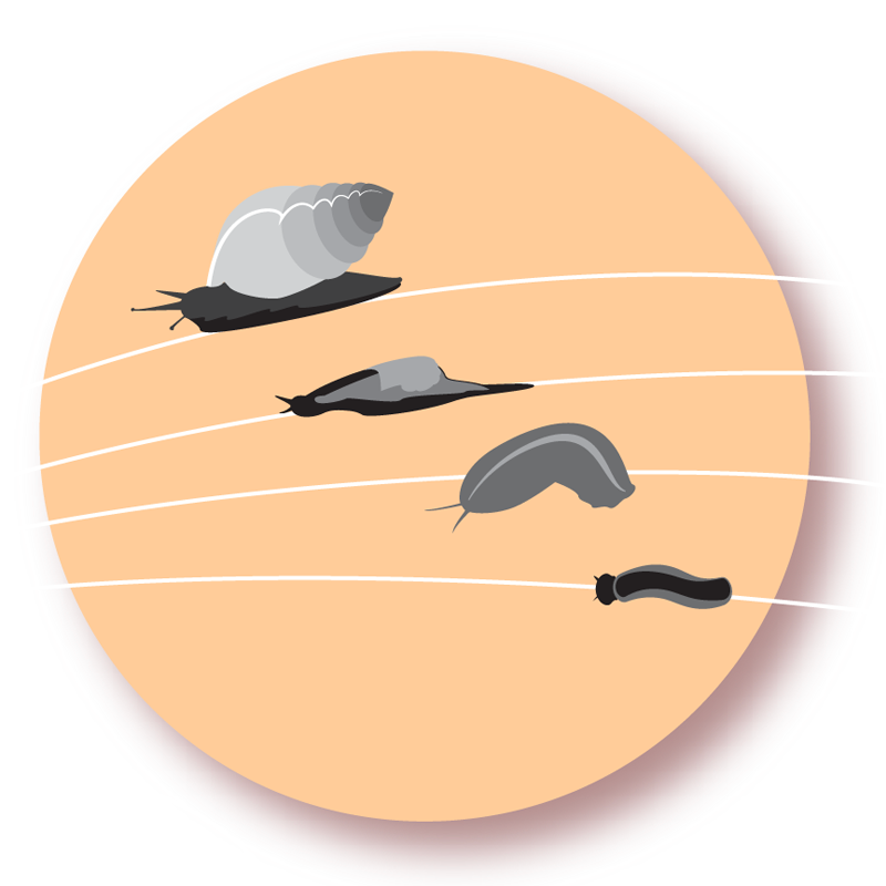 Rat Lungworm Disease Prevention Rat lungworm disease prevention